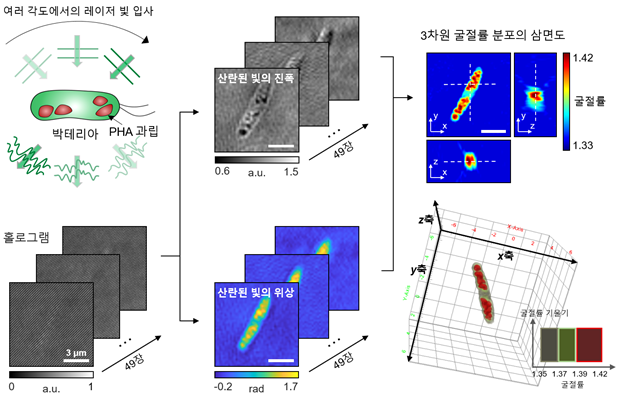 PHA 생산 미생물의 3차원 광 회절 단층 촬영 과정의 모식도 2021.07.27 (출처:KAIST)