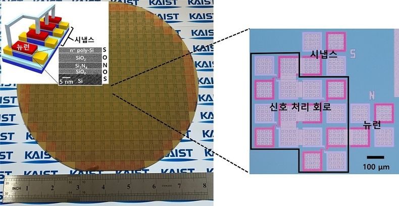 상용화된 CMOS 공정으로 제작된 단일 트랜지스터 기반 뉴런과 시냅스. 이를 동일 웨이퍼 (8 인치) 상에 동시 집적한 뉴로모픽 반도체의 3차원 및 실사 이미지. 2021.08.05 (출처:KAIST)