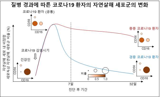 질병 경과에 따른 코로나19 환자의 자연살해 세포군의 변화 2021.08.10 (출처:KAIST)
