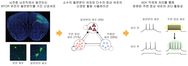 유전체학, 신경생물학, 계산뇌과학 분야에 걸친 공동연구를 통해 발견한 뇌전증 관련 발작활성도의 완화 효과. 2021.08.25 (출처:KAIST)