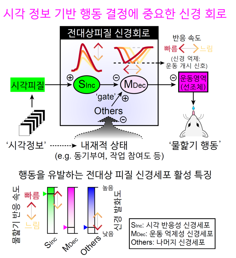 전대상 피질에서 시각-운동 변환이 이루어지는 신경 메커니즘에 대한 모식도 2021.08.26 (출처: