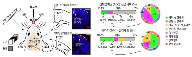 시각 자극을 보고 이에 맞는 행동(물핥기 행동)을 수행하는 생쥐의 전대상 피질(ACC)과 시각 피질(V1)에서 실리콘 다채널 전극을 삽입하여 신경 신호를 측정하는 모식도 및 측정된 신경세포 타입 분류 2021.08.26 (출처:KAIST)