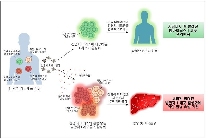 연구 모식도 2021.08.31 (출처:KAIST)
