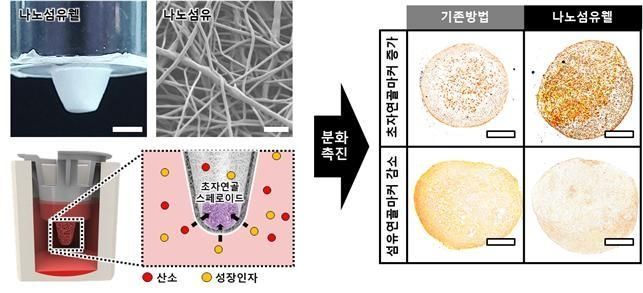 나노섬유웰을 통한 줄기세포 스페로이드의 초자연골로의 분화를 촉진 2021.09.23 (출처:POSTECH)