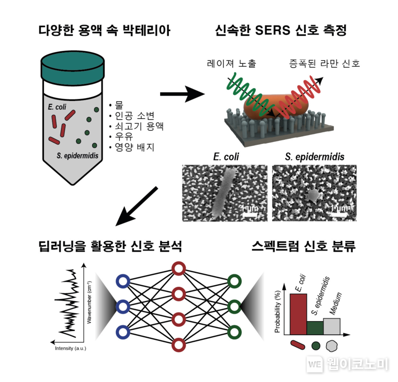 서식 환경으로부터의 분리 없이 박테리아의 증폭된 라만 신호 측정 절차. 박테리아 신호를 새롭게 제시한 DualWKNet 딥러닝 모델로 학습하여 신호 종류의 확률을 도출하여 예측한다. 2022.02.10 (출처: KAIST)