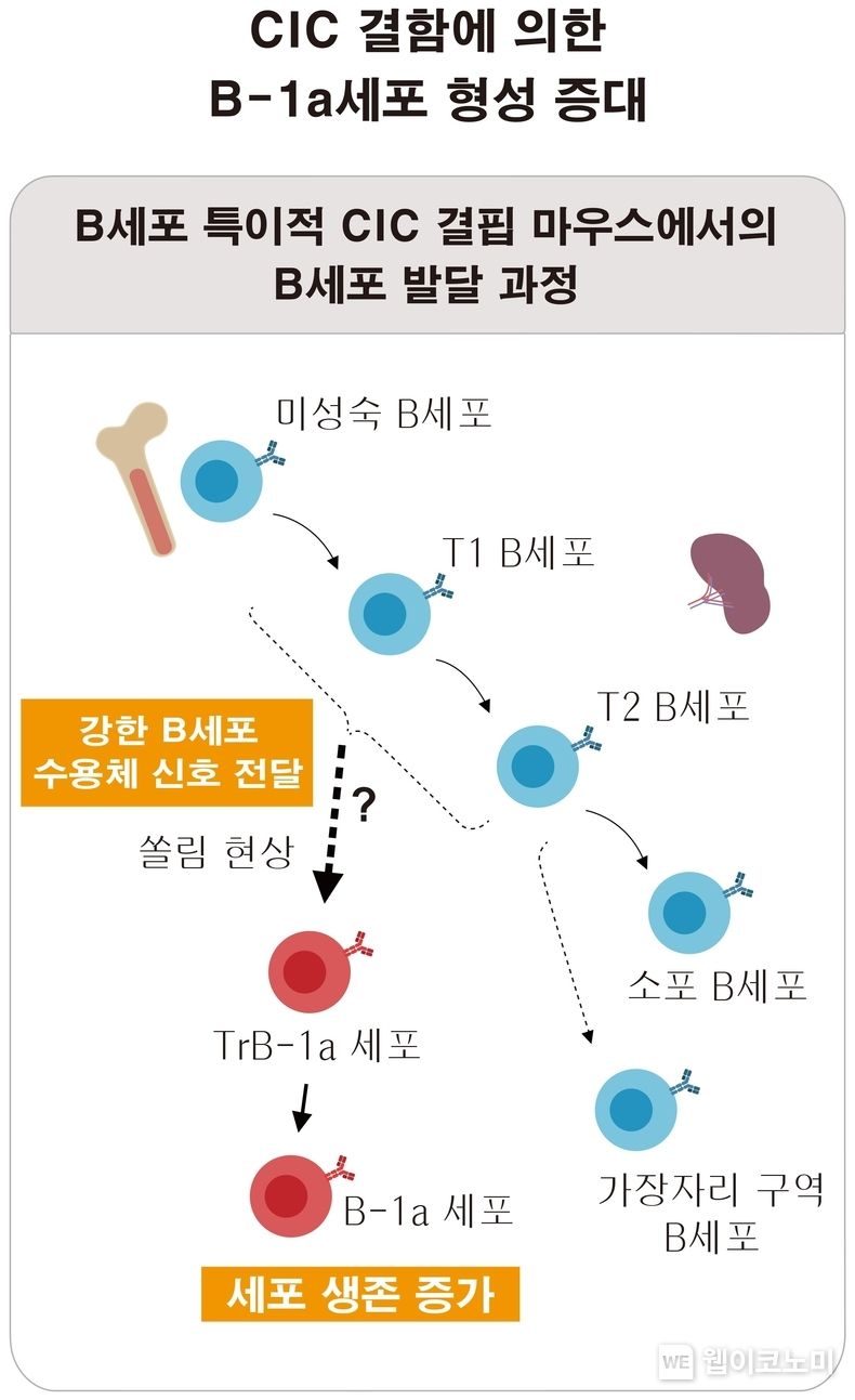 CIC 결함에 의한 B-1a세포 형성 증대 2022.02.16 (출처: POSTECH)