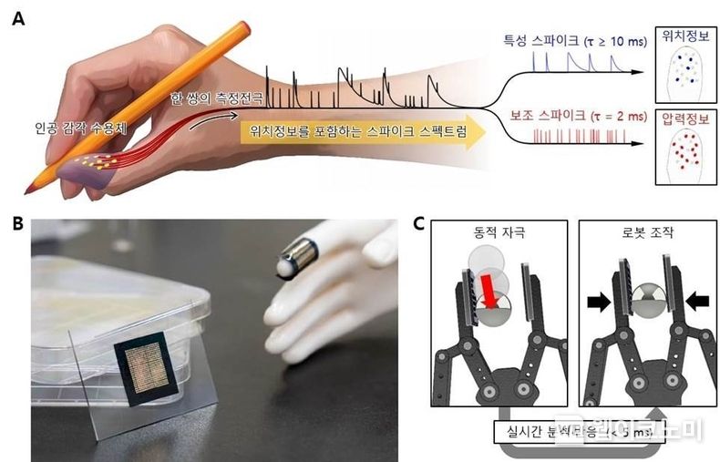 (a) 생체 스파이크 신호열 발생 방식에 기반하여 위치정보를 포함한 인공 스파이크 신호열의 발생 방식, (b) 제작된 전자피부와 이를 손가락에 착용한 모습, (c) 로봇에 전자피부를 착용하여 미끄러지는 쇠구슬을 순간적으로 감지하고 다시 잡는 모습 2022.02.17 (출처: POSTECH)