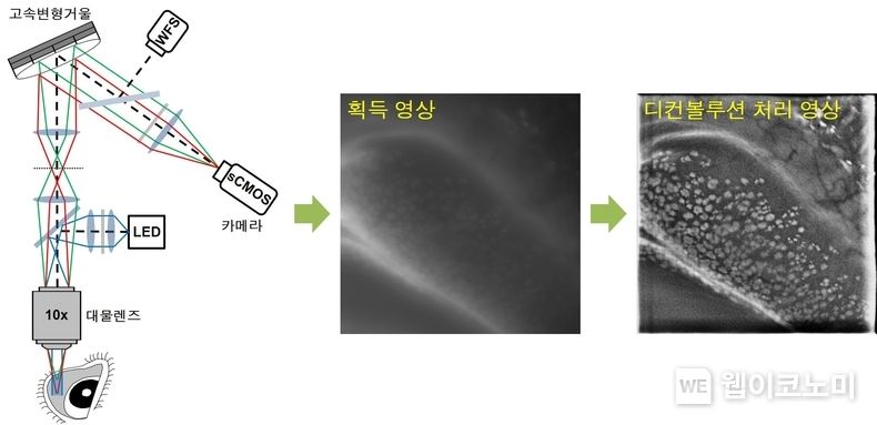  쥐 결막을 예시로 한 영상 획득 및 영상처리 과정 2022.03.22 (출처: POSTECH)