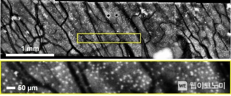 살아있는 토끼 결막에서 대면적 술잔세포 이미지(4.5mm x 1.2mm) 2022.03.22 (출처: POSTECH)
