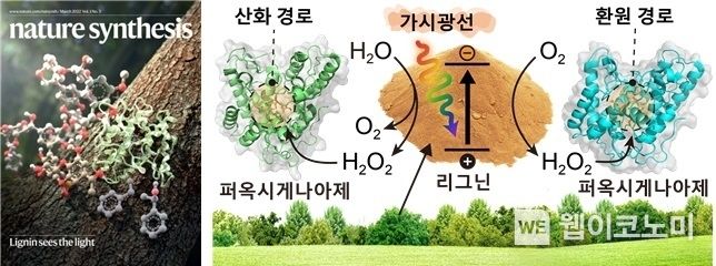 ature Synthesis 3월호 표지논문 (왼쪽). 리그닌의 광촉매적 과산화수소 생성 및 이에 의하여 활성화된 효소 반응에 대한 모식도 (오른쪽) 2022.03.28 (출처: KAIST)