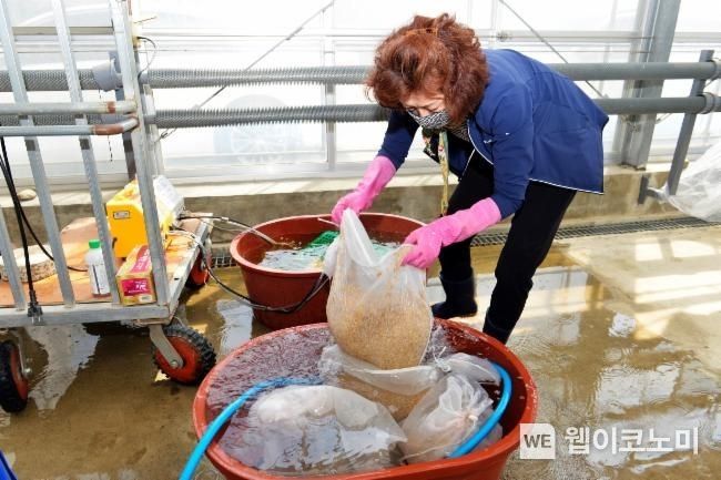  볍씨 소독장면.(사진=경남농업기술원)