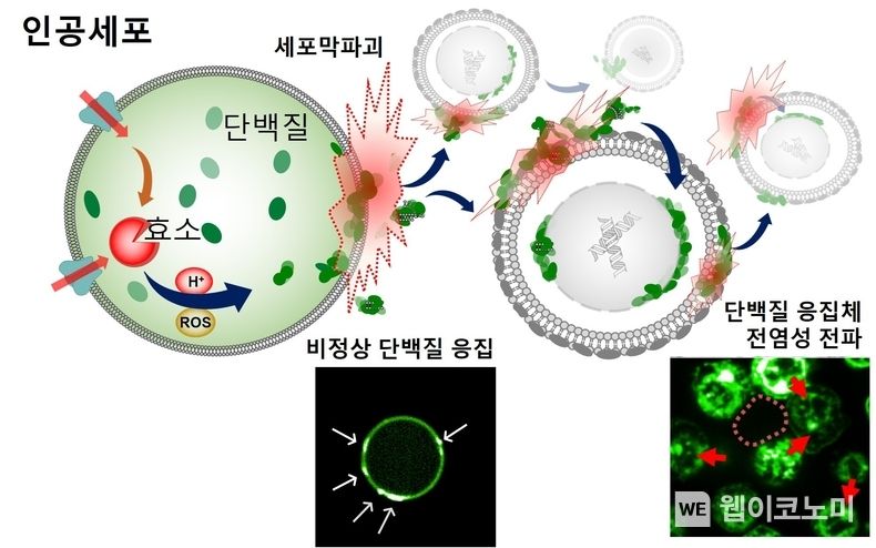인공세포의 단백질 응고체 생성과 전파 과정 모식도 2022.03.30 (출처: POSTECH)