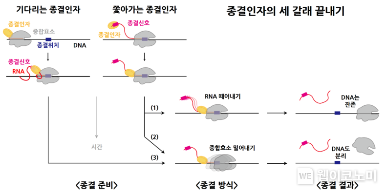 대장균 전사종결인자의 세 갈래 끝내기 2022.03.30 (출처: KAIST)