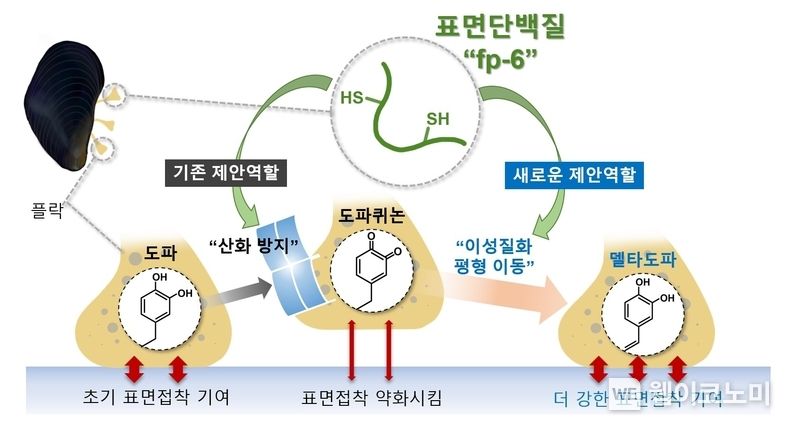 시스테인을 포함하는 홍합의 표면단백질이 델타도파로의 이성질화 평형 이동을 유도하여 산화적인 수중환경에서 표면접착 유지에 기여하는 새로운 역할 모식도 2022.03.31 (출처: POSTECH)