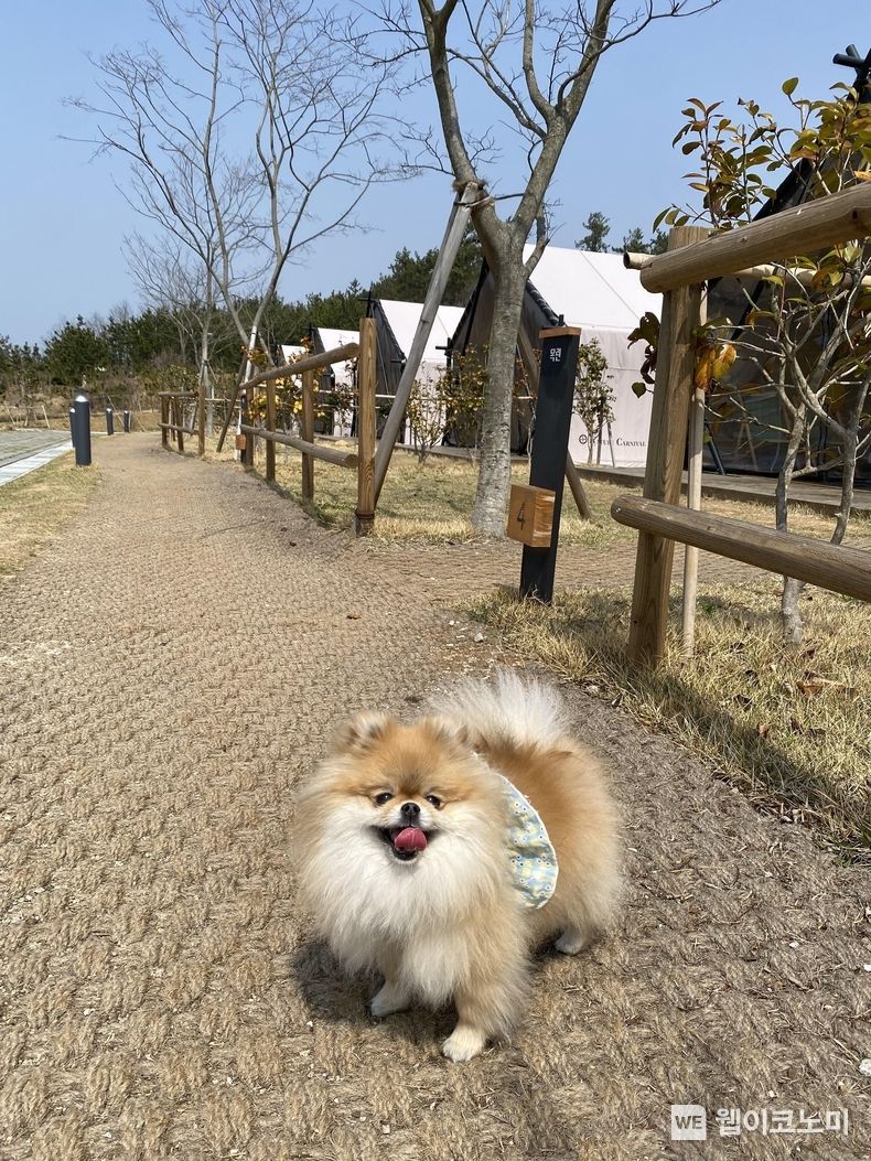 상하농원 ‘개 편한 글램핑’ 프로모션 운영 2022.04.08 (출처: 상하농원)