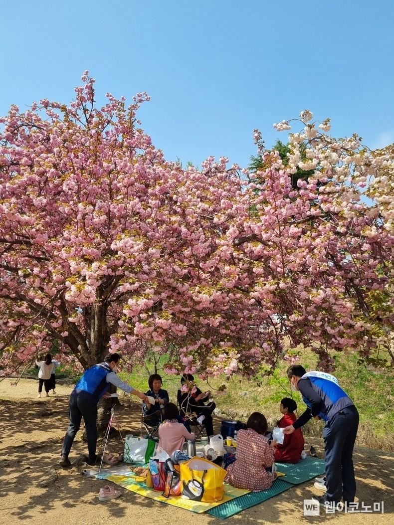한수원 수소융복합처가 경주 왕겹벚꽃 명소를 찾은 관광객을 대상으로 청렴문화 확산 캠페인을 시행했다. 2022.04.25 (출처: 한국수력원자력)