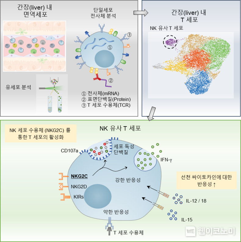연구모식도 2022.06.08 (출처:KAIST)