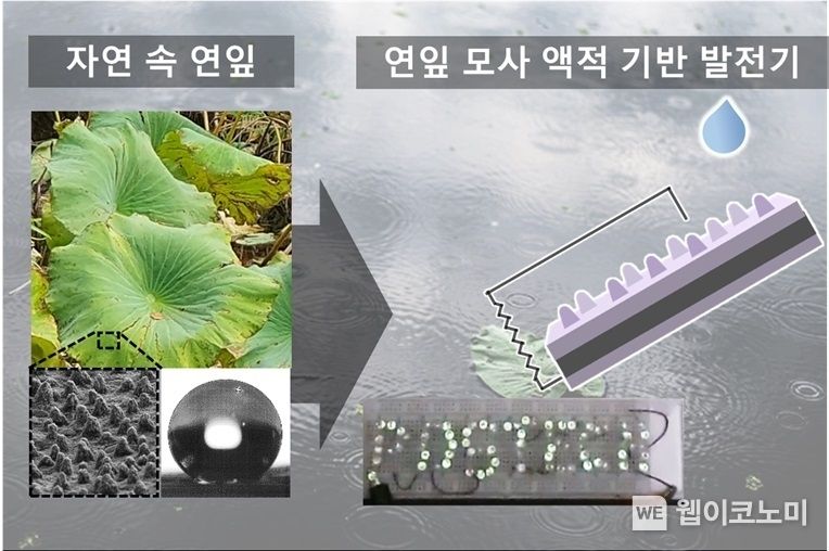 자연 속 연잎의 특징(마이크로미터(µL)·나노미터(nm) 크기의 표면구조로 물을 흡수하지 않고 튕겨낼 수 있음)을 모사한 액적 기반 발전기를 이용하여 LED를 점등한 모습 2022.06.13 (출처:POSTECH)