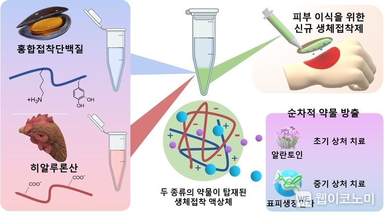 상처 치료용 이중 약물(알란토인, 표피생장인자)을 탑재, 방출 가능한 홍합접착단백질 소재 기반의 무봉합 피부 이식용 의료접착제 모식도. 2022.06.16 (출처:POSTECH)