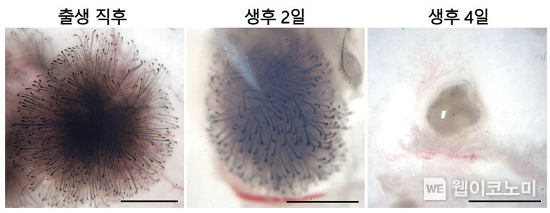 생후 0~4일째 섬유아세포 모습 비교. 섬유아세포는 생후 4일 만에 모낭 재생능력을 완전히 잃고 세포덩어리 형태로 변했다. 2022.07.07. (출처: 서울대학교병원)