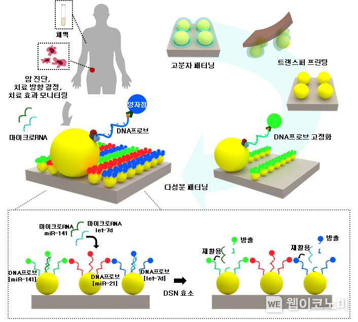 마이크로RNA 다중 검출을 위한 다색 양자점 어레이(PQDA) 모식도. 2022.07.20 (출처: KAIST)