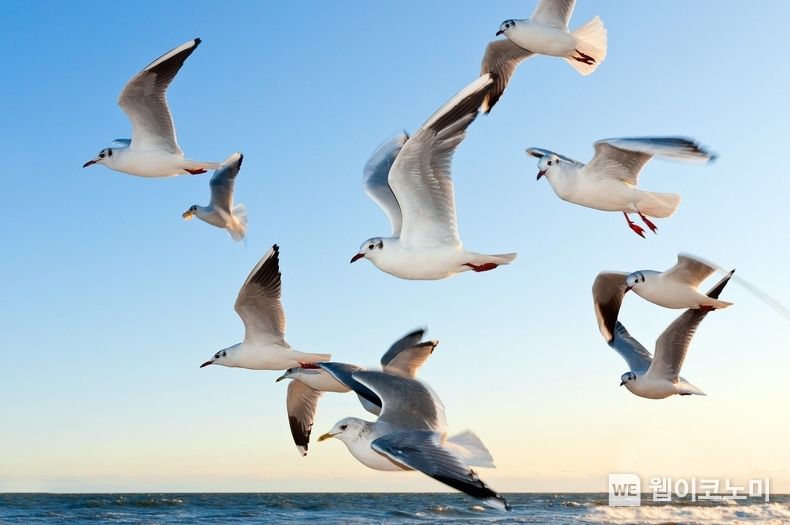 "'뒤쳐진 새' 가 아니라 '뒤처진 새'가 맞는 표현입니다" (사진: pixabay)