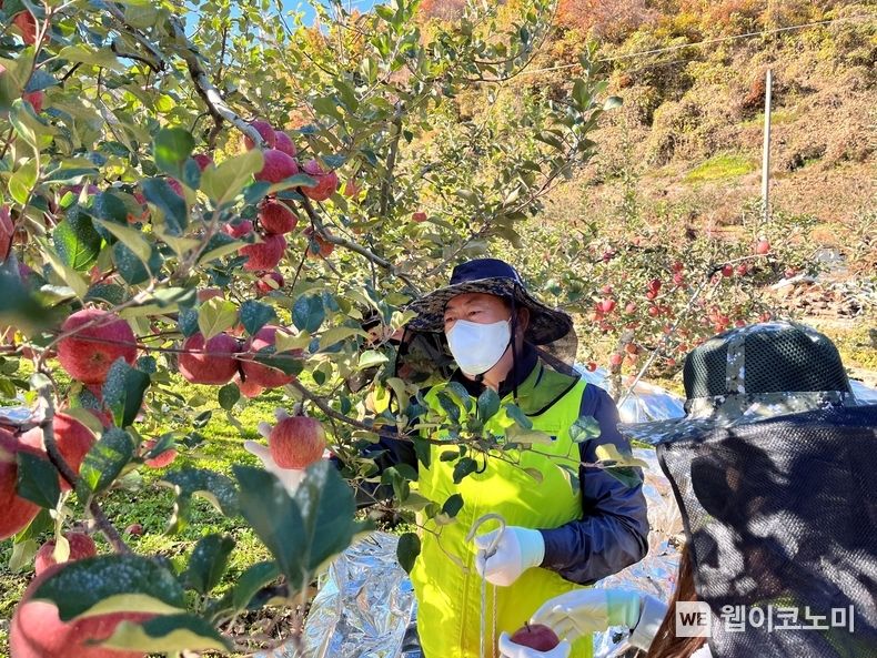 NH농협캐피탈 임직원 봉사단은 4일, 충북 단양군 대강면 덕촌리 자매결연마을을 방문하여 일손 돕기에 나섰다. 조두식 NH농협캐피탈 대표이사가 농가에서 사과를 수확하고 있다. 2022.11.07 (출처:NH농협금융지주)