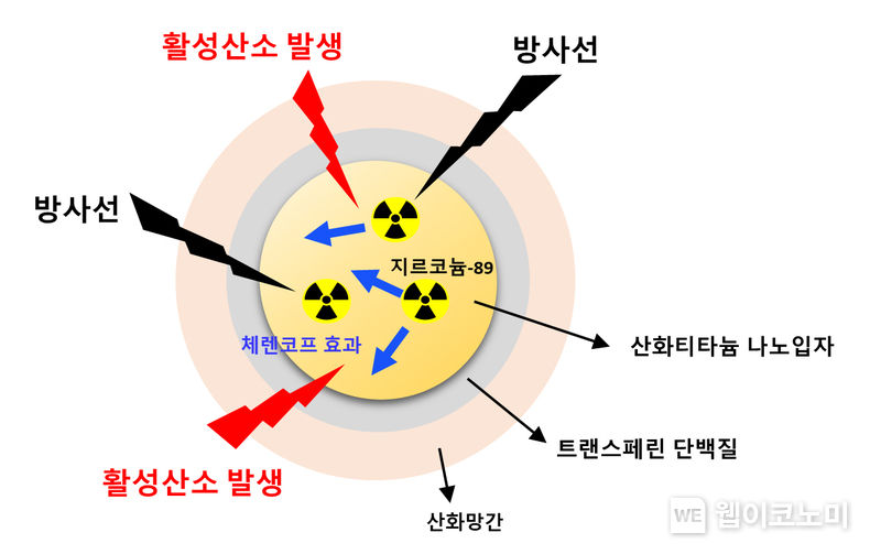 지르코늄-89가 도입된 티타늄-망간 나노물질 구조. 약 100 nm 크기의 산화티타늄 나노입자 내부에 지르코늄-89를 도입해 코어를 만들었다. 생체단백질인 트랜스페린으로 코어를 코팅하고, 트랜스페린 외부에 산화망간을 첨가해 암세포 근처에서 활성산소를 발생시키는 나노물질을 개발했다. 산화티타늄과 산화망간에서 발생한 활성산소는 암세포의 DNA에 손상을 입혀 암세포를 사멸시킨다. 2023.01.18 (출처: 한국원자력연구원)