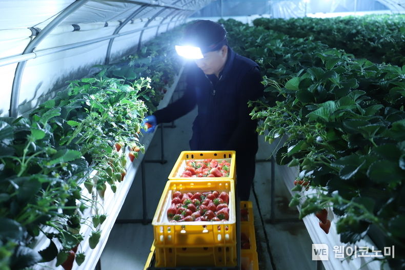 논산시 부적면에 위치한 딸기꽃향기 농가에서 새벽 딸기를 수확하고 있는 김종원 대표 2023.03.02 (출처:롯데마트)