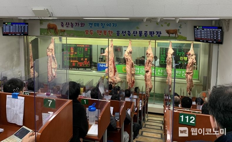 충북 음성에 위치한 농협 음성 축산물 공판장에서 한우 직경매를 하고 있는 모습 2023.03.08 (출처:롯데마트)