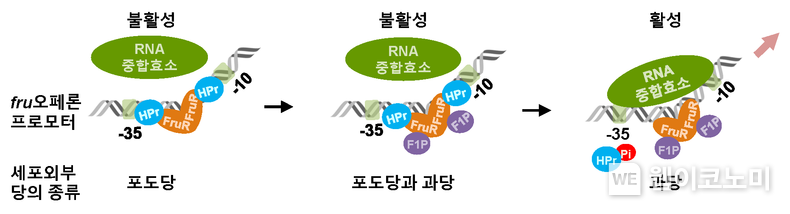 비브리오 콜레라균 과당 수송 단백질 발현 활성화 모식도 2023.04.20 (출처: 한국원자력연구원)