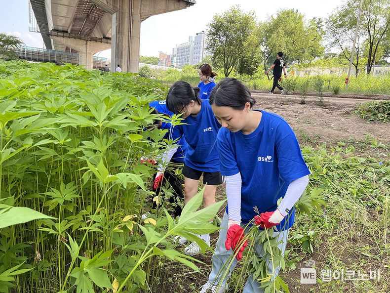  bhc그룹 해바라기 봉사단 청계천 유해식물 제거 활동 실시 2023.06.27 (출처 : bhc)