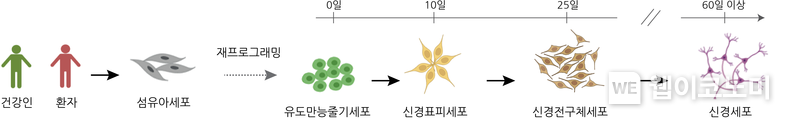 그림 1 건강한 기증자와 파킨슨병 환자로부터 얻은 섬유아세포는 줄기세포로 역분화된 후, 일련의 과정을 거쳐 신경세포로 분화됨