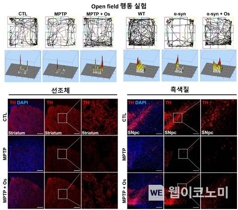 파킨슨병 유도 마우스 동물 모델에서 천연단백물질 처리 시 운동기능 장애의 개선과(위) 선조체 및 흑색질에서 도파민 유도 관련 단백질 TH(Tyrosine hydroxylase)의 증가 확인(아래) 2023.08.22 (출처 : 경상국립대학교)
