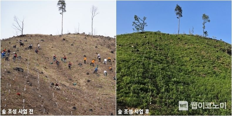 숲 조성 사업 전후 사진. 2023.10.04. (출처: 하이트진로)