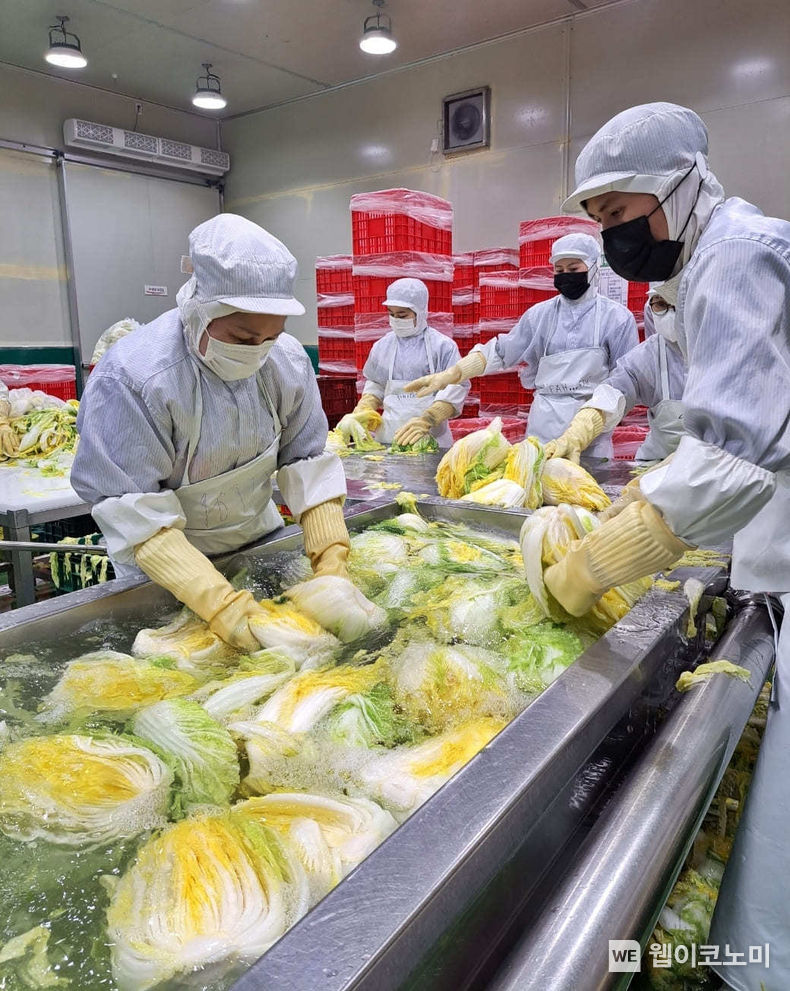 충북 음성군에 위치한 산마을영농조합 절임배추 공장에서 배추를 손질하고 있는 직원들의 모습 2023.11.05 (출처: 롯데쇼핑)