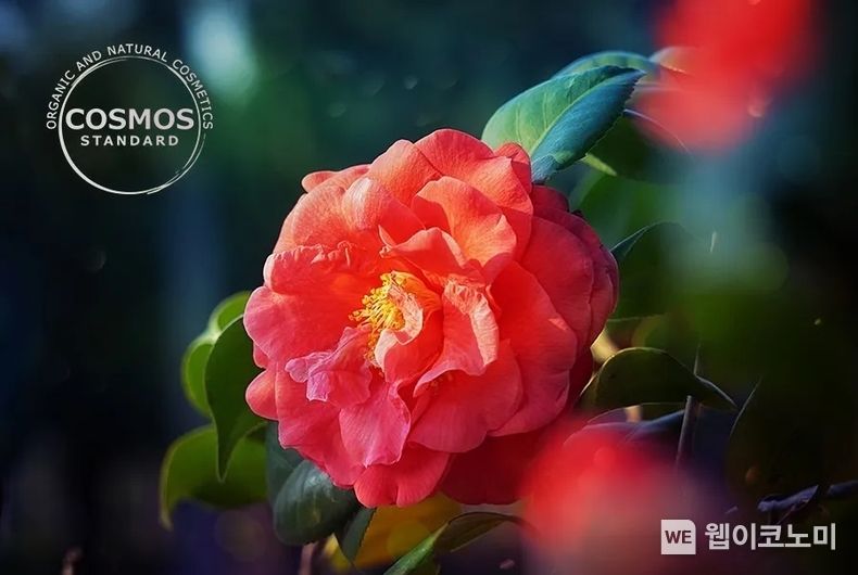 아모레퍼시픽, 동백 원료 COSMOS 승인 2023.11.10. (출처: 아모레퍼시픽)