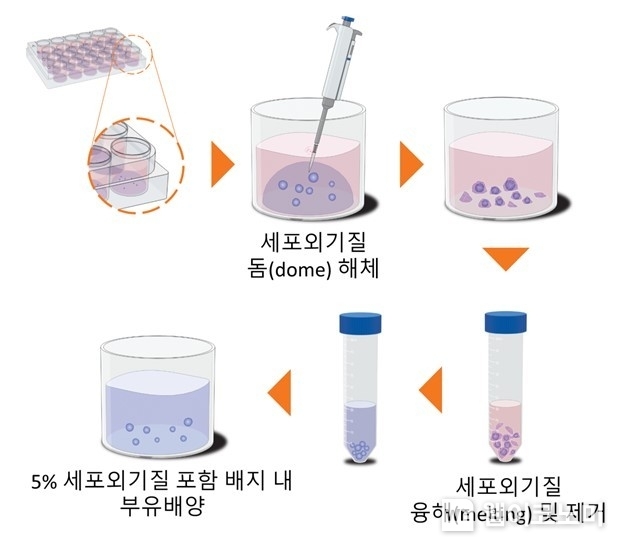  KRISS가 개발한 간 오가노이드 부유 배양법 / 2024.02.20 (출처: 한국표준과학연구원)