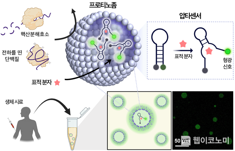 본 연구의 기본 개념도. 프로티노좀이 내부에 탑재된 압타센서를 유해 단백질들로부터 보호하고 표적 분자만을 크기 선택적으로 통과시킴으로써, 생체 시료에 대한 전처리 없이 표적 물질을 신속하고 효과적으로 검출할 수 있도록 함. / 2024.02.21 (출처: POSTECH)