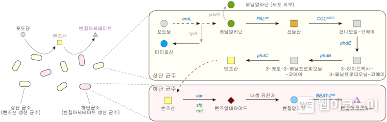 포도당으로부터 벤질아세테이트를 생합성하기 위한 미생물 균주 개발 및 공생배양 전략 / 2024.02.26 (출처: KAIST)