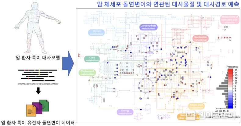 암 체세포 돌연변이와 연관된 대사물질 및 대사경로를 예측하는 컴퓨터 방법론 모식도 / 2024.03.18 (출처: KAIST)