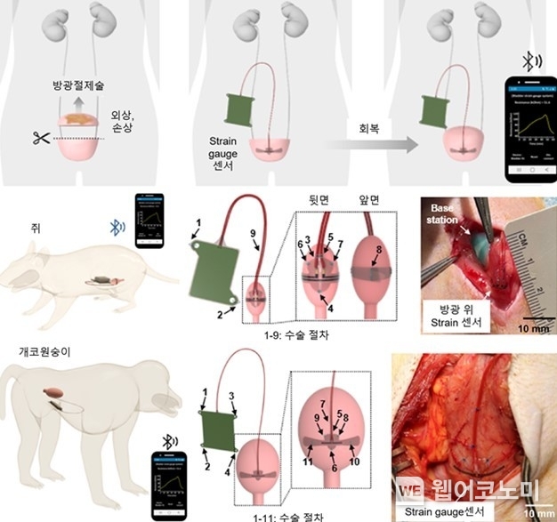 방광 기능 모니터링을 위한 무선 이식형 플랫폼 (위), 쥐 모델 실험 셋업 (중간), 개코원숭이 실험 셋업(아래) / 2024.04.16 (출처: KAIST)