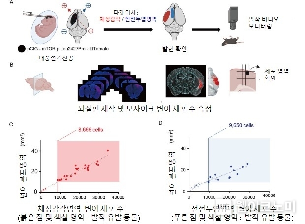 마우스 뇌전증 모델에서 8,000~9,000 개 이상의 변이 세포 존재시 뇌전증 발작 유발됨 확인 (A) 모델 제작 과정 (B) 변이세포 측정 과정 모식도 (C) 체성감각영역 및 (D) 전전두엽 영역에서 공통적으로 8천에서 9천개 이상의 변이 세포를 기준으로 하여 발작 유발이 시작될 수 있음을 규명 / 2024.07.09 (출처: KAIST)