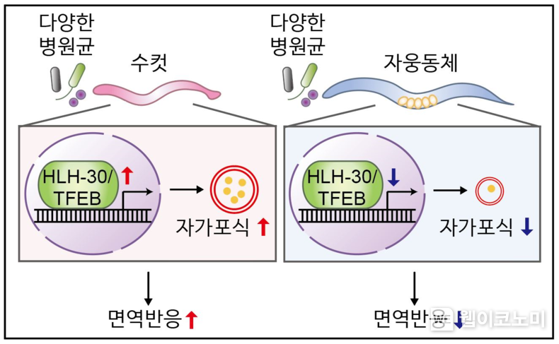 KAIST, 면역력이 더 높은 성별과 그 이유를 밝혀내다 / 2024.07.18 (출처: KAIST)