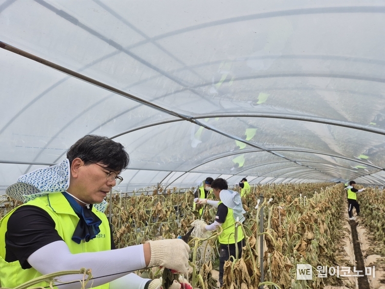 19일 강신노 리스크관리부문 부행장(사진 왼쪽)과 직원들이 충남 논산시 농가를 찾아 수해복구 작업을 진행하고 있다. / 2024.07.19 (출처: NH농협은행)