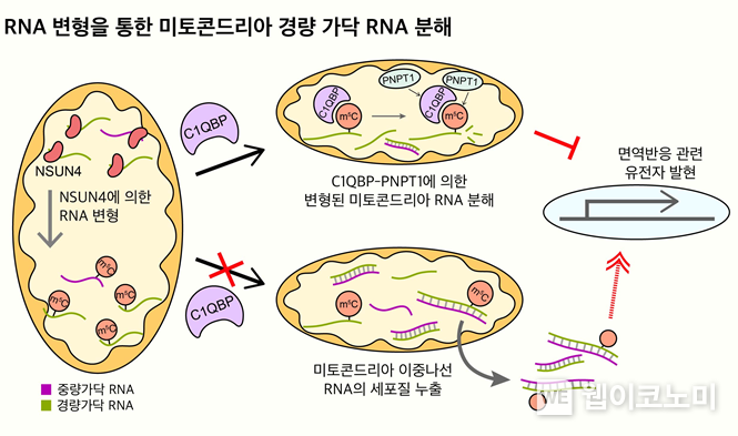 미토콘드리아 RNA 변형을 통한 경량 가닥 RNA의 선택적 조절 기전 모식도 / 2024.07.22 (출처: KAIST)