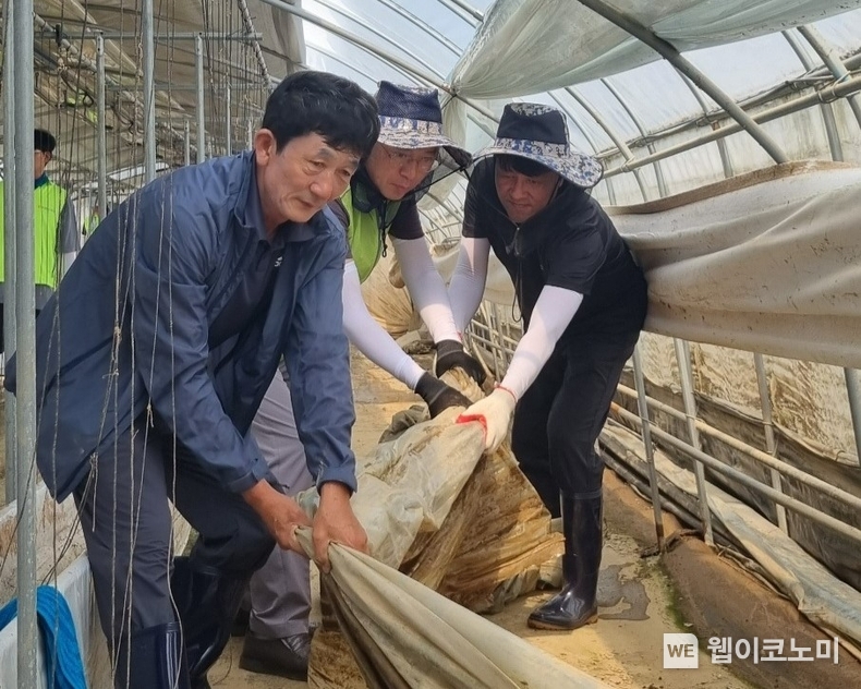 농협경제지주와 세도농협 임직원들이 2일 충남 부여군 피해농가를 찾아 수해복구 작업을 진행하고 있다. / 2024.08.02 (출처: 농협경제지주)