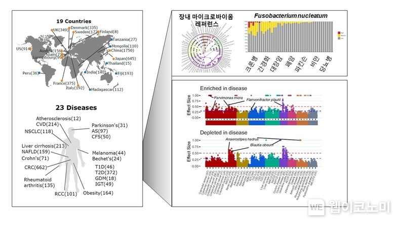 인체 질병 마이크로바이옴 지도(Human Gut Microbiome Atlas). 전 세계 19개국, 23개 질병에 대한 인체 장내 마이크로바이옴 빅데이터를 집대성하여 질병과 연관된 장내 미생물 균주에 대한 정보를 제공함 / 2024.08.21 (출처:GIST)