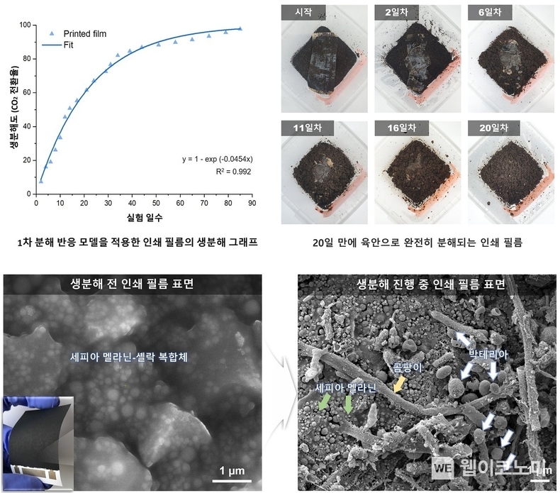 세피아 멜라닌 기반 전기 활성 필름의 생분해 거동 분석 / 2024.09.25 (출처: KAIST)