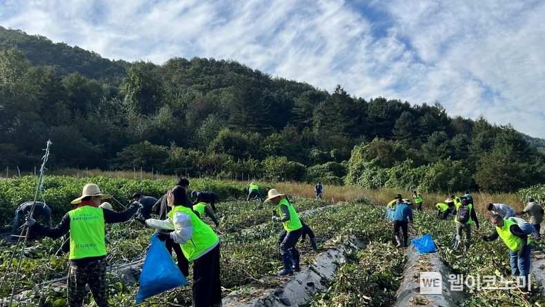 농협물류 임직원들이 2일 강원도 홍천군 북방면 폭우 피해농가를 찾아 수해복구 일손돕기를 하고 있다. / 2024.10.02 (출처: 농협)